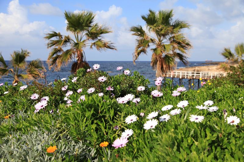 cypr pogoda na cyprze wiosna