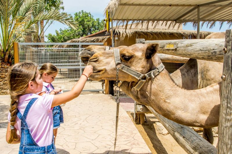 cypr z dzieckiem atrakcje dla dzieci camel park