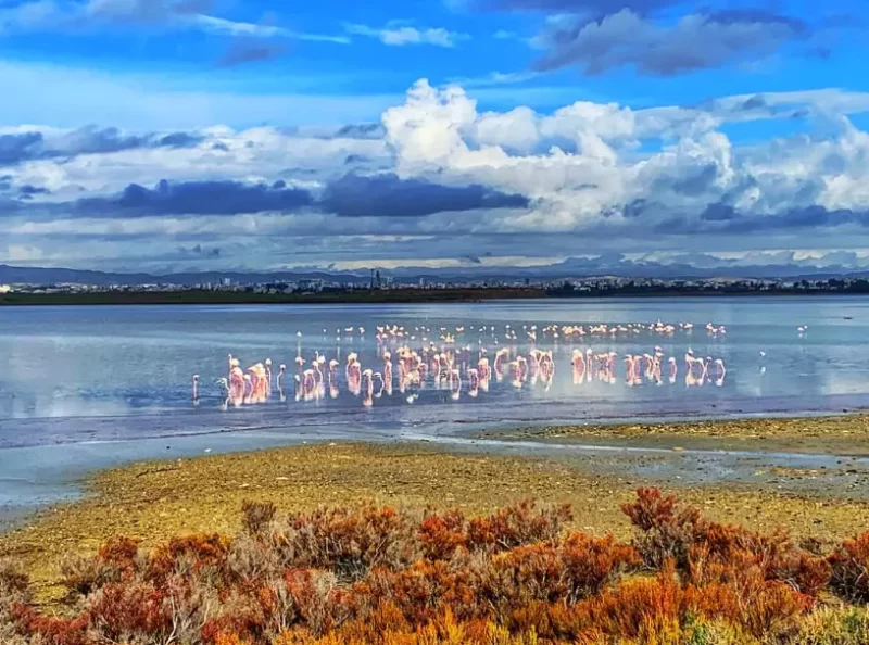cypr atrakcje - flamingi